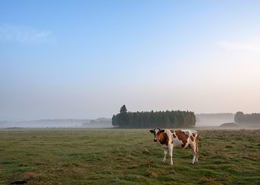 Cows On Misty Pasture At S