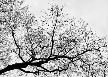 Tree Silhouette