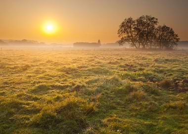 Foggy Meadow Sunrise
