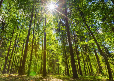 Green Springtime Forest