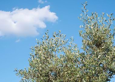 Olive Tree