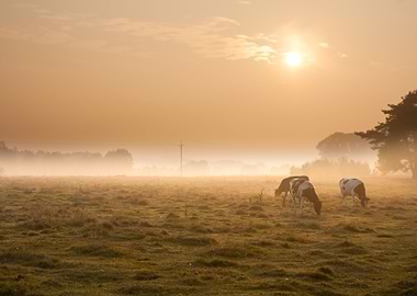 Cows On Misty Pasture At S