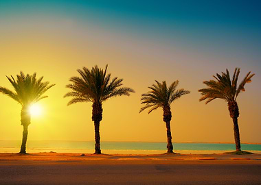 Palm Trees At Sunset