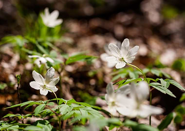 White Anemones