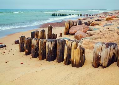 Desert Beach With Old Wood