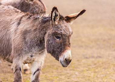 Donkey Equus Asinus