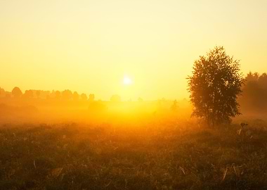 Foggy Morning Meadow