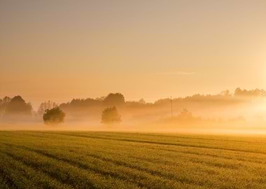 Foggy Morning Meadow