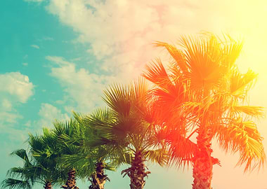 Row Of Palm Trees At Sunse