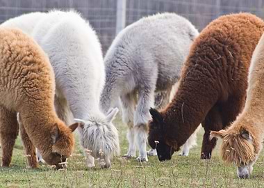 Alpaca On Farm