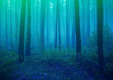 Beautiful Foggy Forest Wit