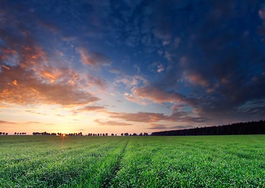 Young Cereal Field At Suns