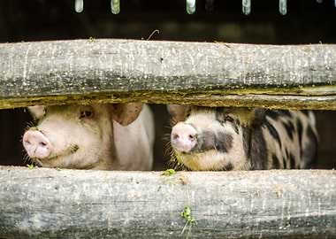 Cute Pigs