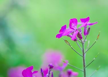 Pink Springtime Flowers
