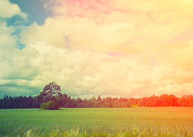 Rural Landscape Field With