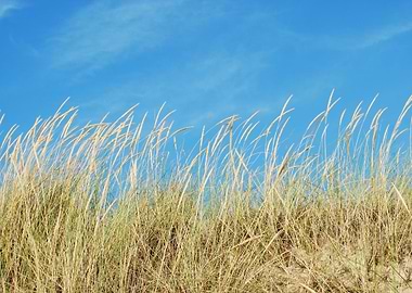 Reed Grass Background On A