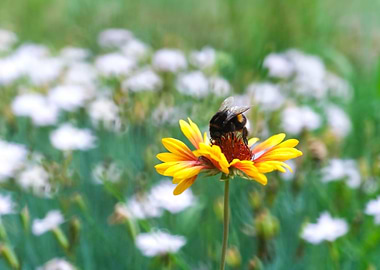 Bumblebee Close Up