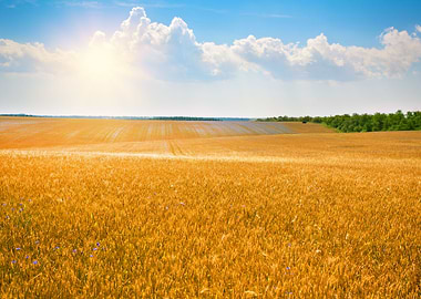 Wheat Field With Blue Sky