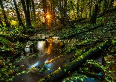 Beautiful Wild Autumnal Fo