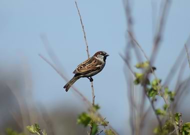 Sparrow On A Branch Of A C
