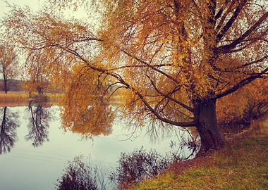 Autumn Rural Landscape Wit