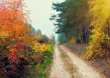 Rural Dirt Road In Autumn