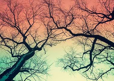 Trees Silhouettes Against