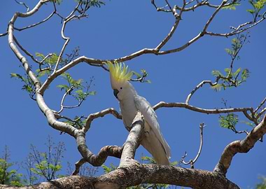 COCKATOO parrot