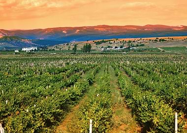 A Valley Of Vineyards