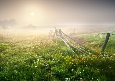 Foggy Morning Meadow