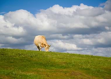 Cow Grazing On The Top Of