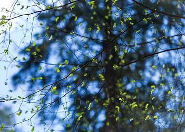 Springtime Tree Branch Wit