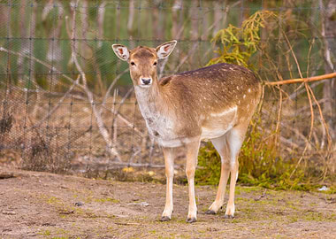 Deer Potrait Animal Face P