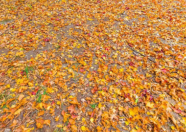 Autumnal Leaves On Ground