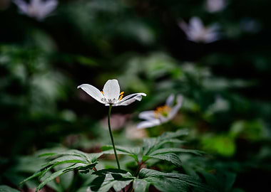 White Anemones