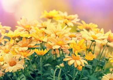 Flowers At Sunrise Light