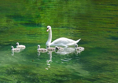 Swan With Cygnets On A Lak