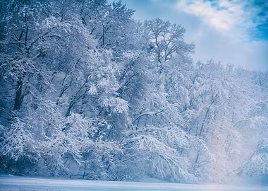 Winter Forest Covered With