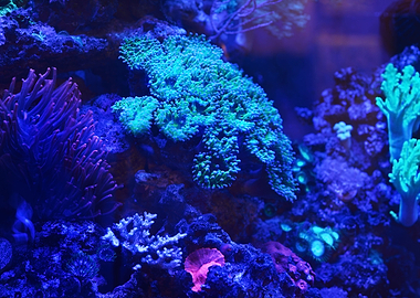 Sea Anemones And Corals In