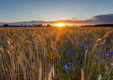Landscape Of Corn Field At