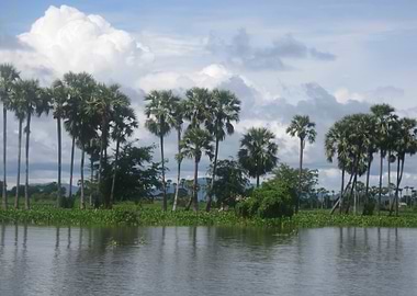Views Of Nature In Cambodi