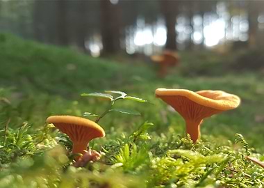 Chanterelles