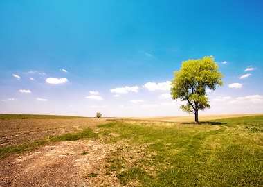 Alone Tree In The Uncultiv