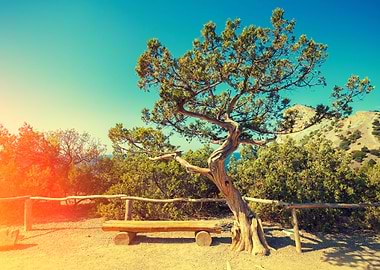 Wooden Bench With Tree In