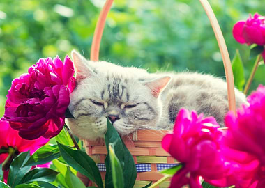 A Cute Cat Sleeping In A B