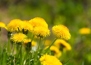 Beautiful Blooming Dandeli