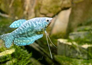 Tropical Fish Trichogaster