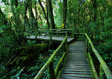 Rain Forest At Doi Intanon