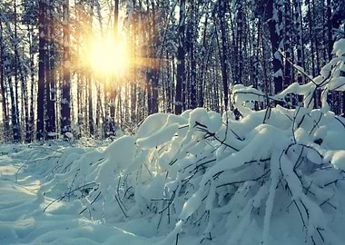 Sunrise In The Winter Fore