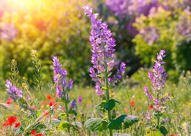 Wild Flower Field In Summe